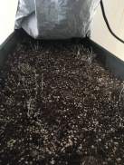 Lettuce seeds just planted