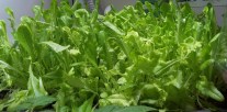 Close up of our lettuce