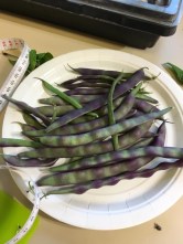 Purple Pole Beans Just Picked