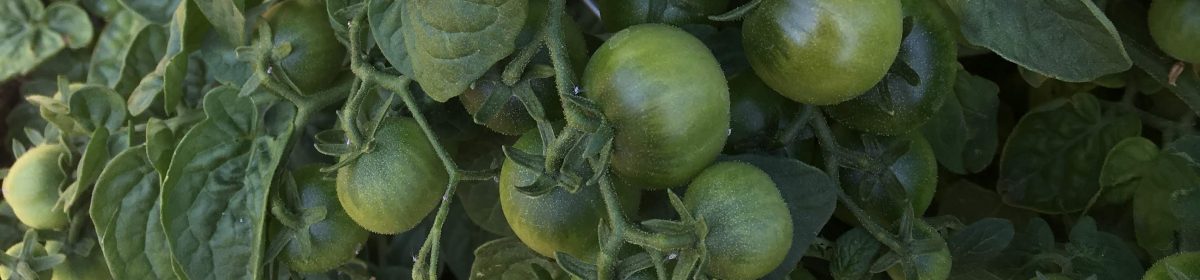 Teaching From the Garden