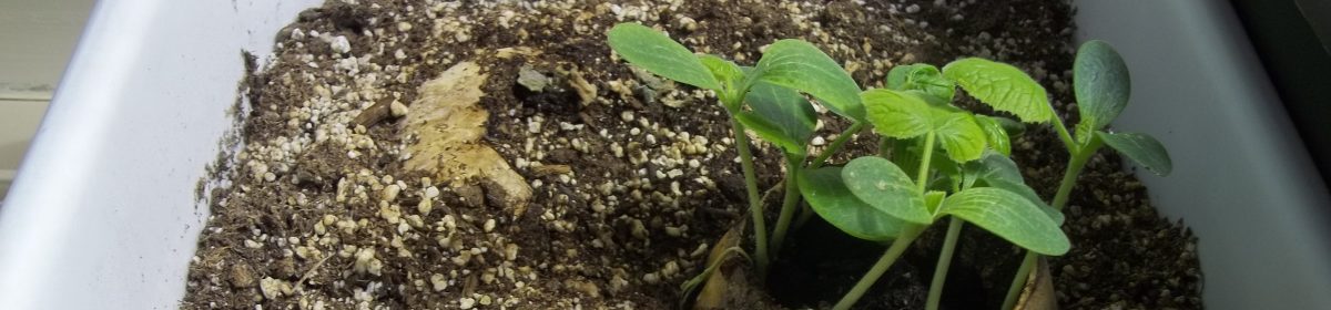 Teaching From the Garden