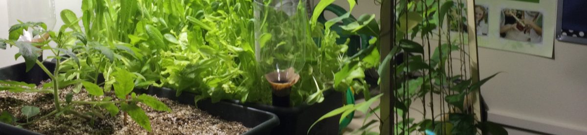 Teaching From the Garden