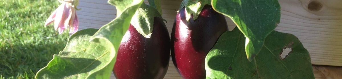 Teaching From the Garden