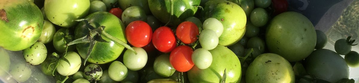 Teaching From the Garden