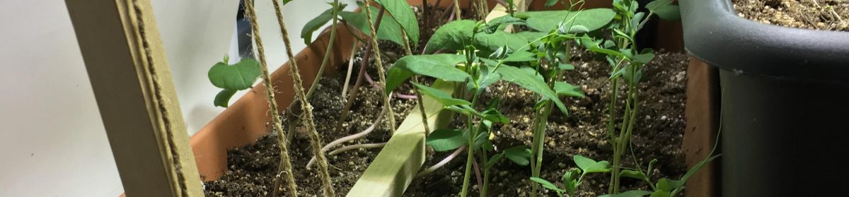 Teaching From the Garden