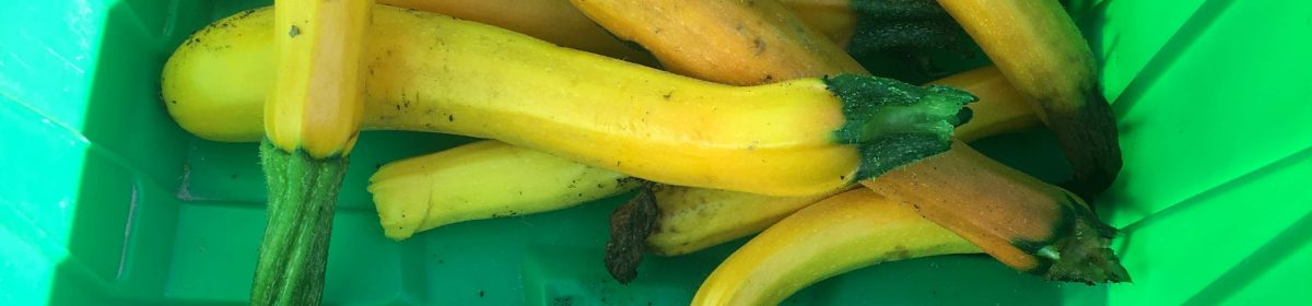 Teaching From the Garden