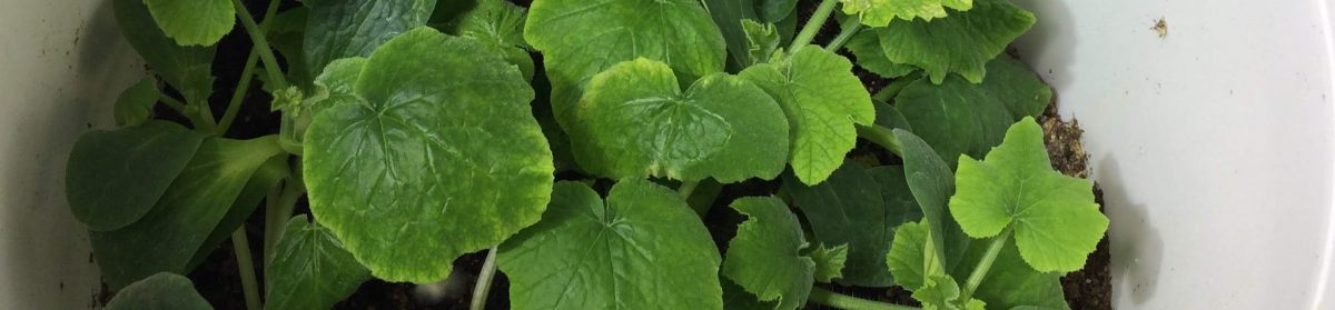 Teaching From the Garden