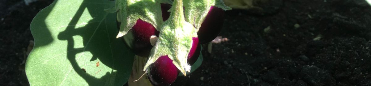 Teaching From the Garden