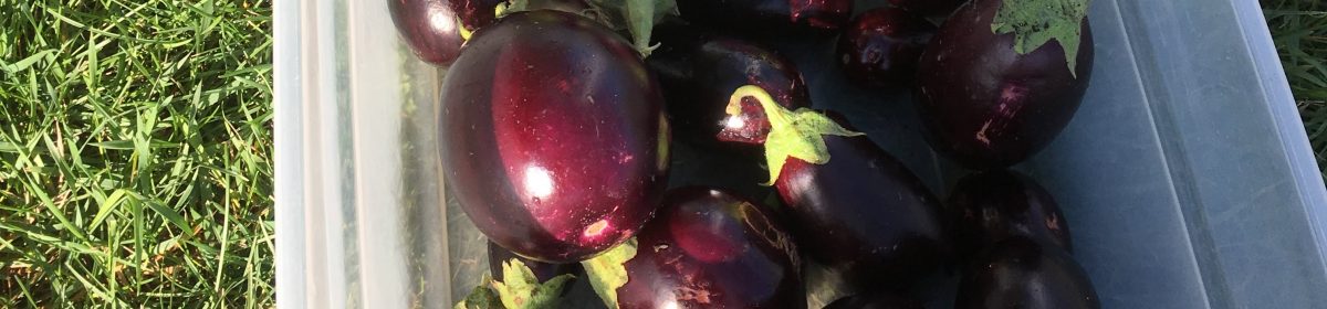 Teaching From the Garden