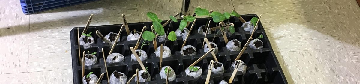 Teaching From the Garden