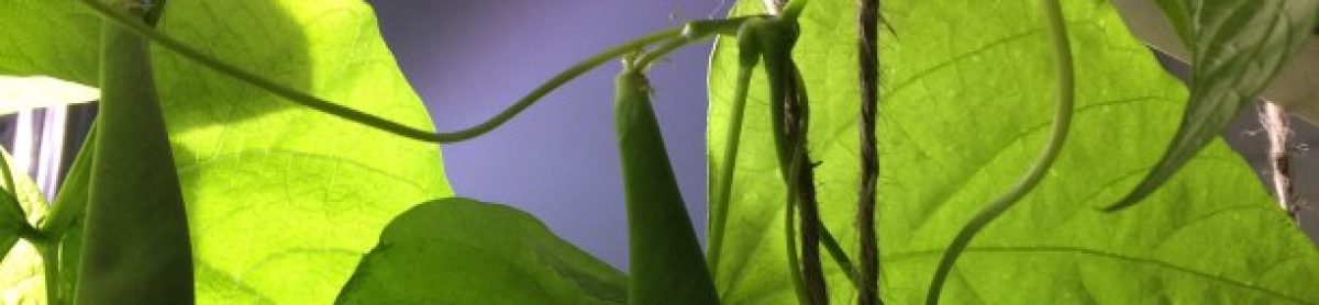 Teaching From the Garden