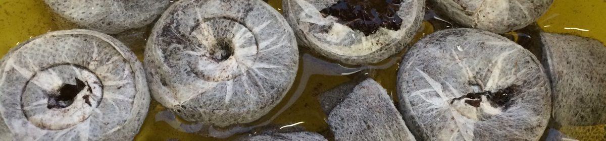 Teaching From the Garden