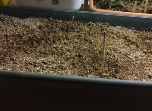 Garden box filled with soil and first seeds