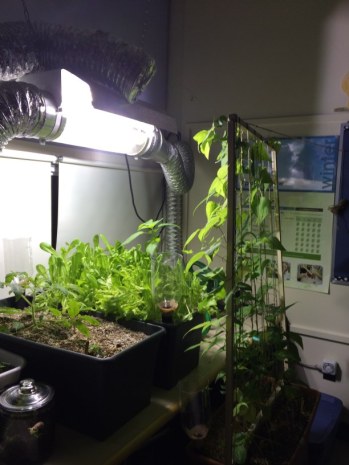 garden with homemade trellis