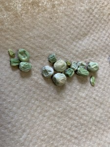 Pea seeds