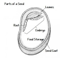 Parts of a Seed