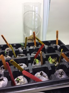 First sprouts in the peat pellets