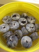 peat pellets soaking in water