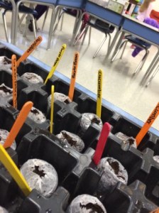 seeds planted in peat pellets