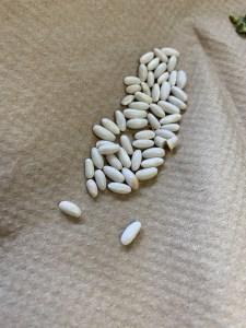 Bean seeds