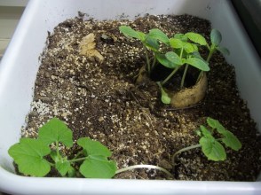 Buried pumpkins starting to sprout