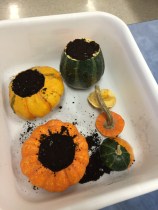 Ornamental pumpkins filled with soil