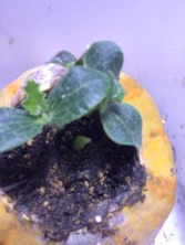 Close up of the pumpkin sprouts