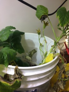 Pumpkin plant just before it moved to the outside