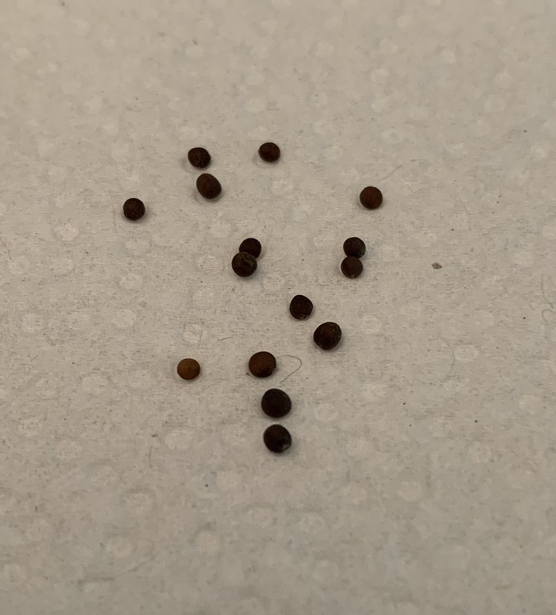 Kale seeds