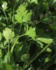 Harvested parsley ready to dry