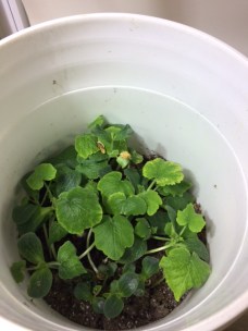 Pumpkin plant growing in the pail