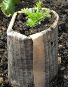 Seedling in newspaper pot