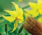 Hand pollinating cucumber flower with a paintbrush